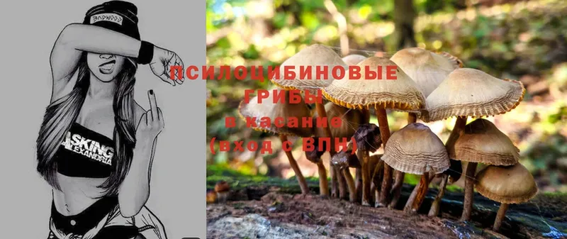 Псилоцибиновые грибы Psilocybe Ардатов